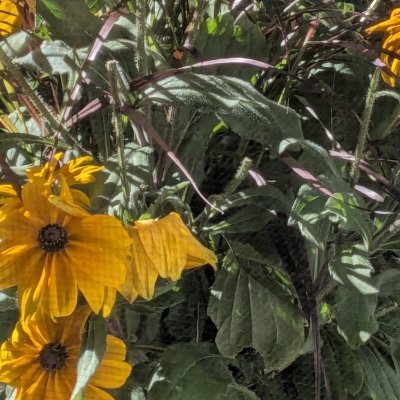 dajanany's profile picture. 