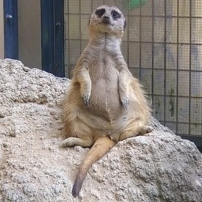 Mt_Giraffe226's profile picture. 