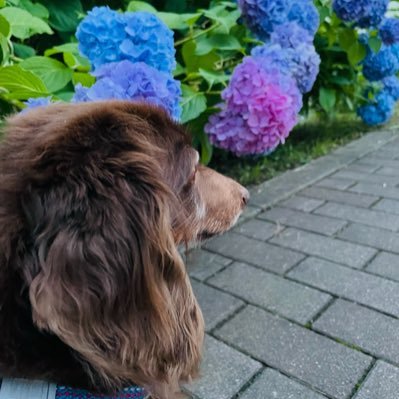 Hcu8I9jjKj56636's profile picture. ミニチュアダックス・チョコタン＊15歳