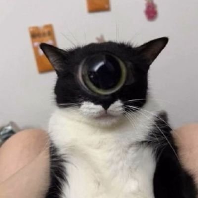CTChampz's profile picture. 