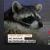 Єнот Костя Profile picture
