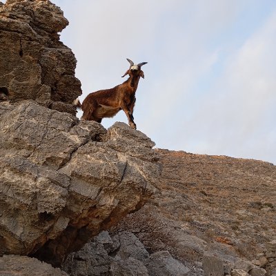 Starxdiamas's profile picture. 