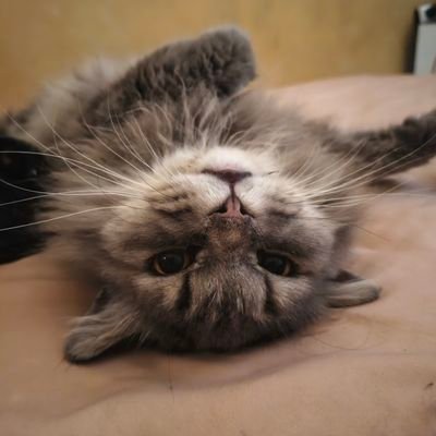 rnldwc's profile picture. 