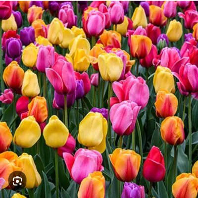 MiriamPasmanik's profile picture. 