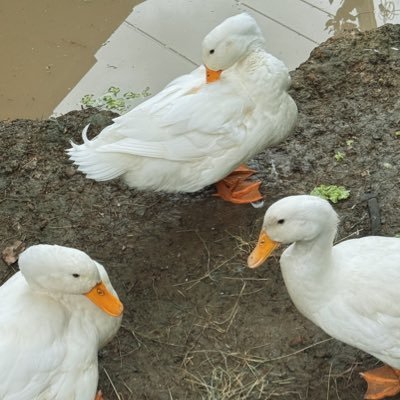 yeisip789's profile picture. CEI-CNX