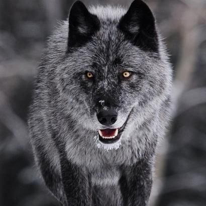 YSelim99's profile picture. 