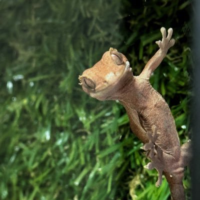 Ky0o54N's profile picture. 主にペットの写真を載せます。