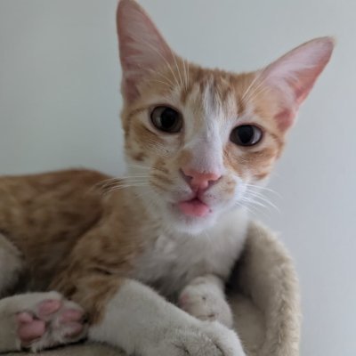 idlyboy_'s profile picture. crypto cat. 
culer @fcbarcelona