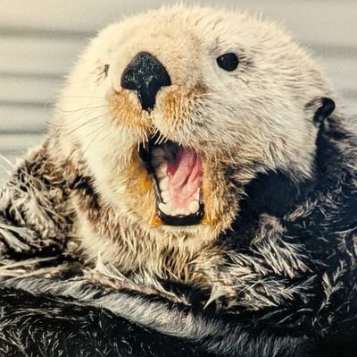 qyunikukuku's profile picture. ジャンボジャンボ当たりくじ