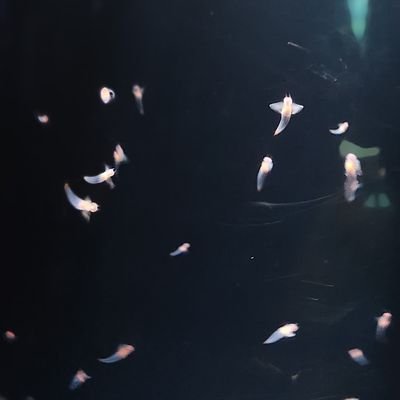 hitoshirezcryin's profile picture. こうすけですお願いします!
ゲームと音楽すき
幸せになりてぇよぉ