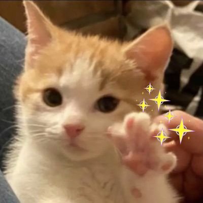 @TheFool_Cat