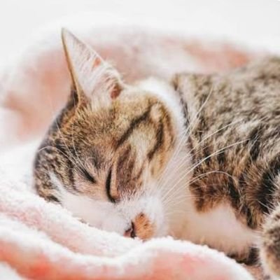 kumax2atare's profile picture. アラフォーシンママ👩‍👧‍👦┊動物大好き⸜❤︎⸝猫ちゃんいます🐈️🐈‍⬛┊料理🍳┊ヨガ🧘┊無言フォロー失礼します😌⚝⋆
