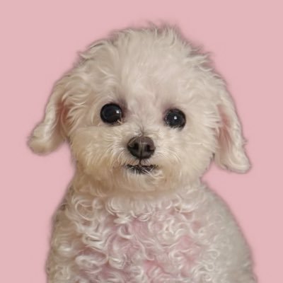 SolofGrace's profile picture. Meme token Inspired by the internet’s most beloved Toy Poodle - GRACE / @Grace_very_cute
CA: E8Tg365aywSsxHvBJPLit7nro19G298Ve8niuBQSpump
