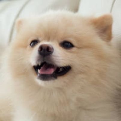 wanwanparade3's profile picture. 👩🧒🐶3人家族🍀┋資格勉強中✏️の30代シンママ┋ゲーム🎮とディズニー𝚕𝚘𝚟𝚎🏰♡┋節約👛&ポイ活💰️にもハマってます- ̗̀ ꪔ̤̥ꪔ̤̮ꪔ̤̫ ̖́- #わんわん当選報告