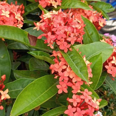 Iolanda713356's profile picture. 