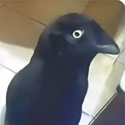 kaitorey1's profile picture. it was an honorable defeat 💙