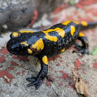 rasmidochan's profile picture. Obojživelník mezi Českem a Nizozemím.