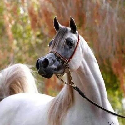 aaf_16_'s profile picture. 