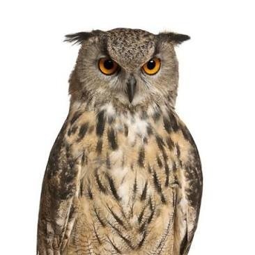 hibou63197551's profile picture. 