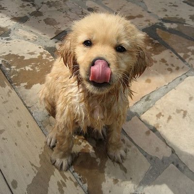 poosieparinda's profile picture. 