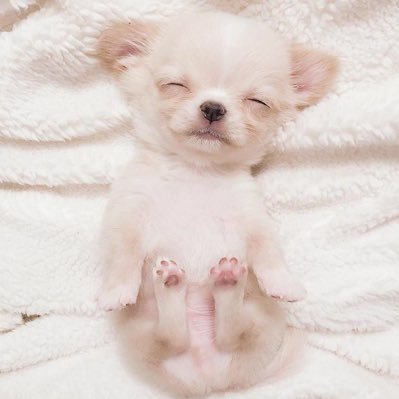 siothrma's profile picture. 