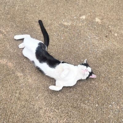 mentistype's profile picture. Have you ever understood us?