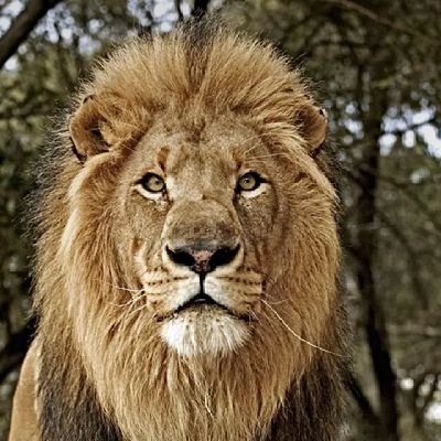 DongoBalbo's profile picture. 