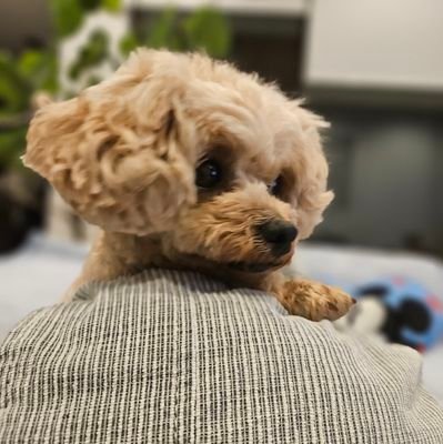 nanu03447703's profile picture. DMは（読んでます）