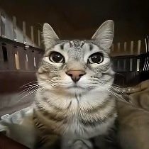 Y0urLocalKitty's profile picture. 