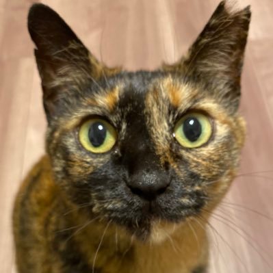 nekonotewokari's profile picture. サビ猫のぷりんちゃん、スコティッシュフォールドの兄妹猫ジョイくんとゆきちゃんとの何気ない日常をお届けしています。いぬのことば(https://t.co/L6EQV8eZxK)のペットライターとして活動中。全宇宙の猫ちゃんが幸せになれる世界をつくりたい。お仕事の依頼はDMまでお願いします。