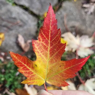 real1ty_k's profile picture. ⚜️