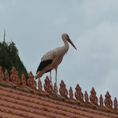 hoch_m1's profile picture.