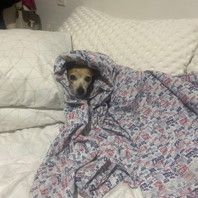 GhenghisDong216's profile picture. 