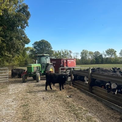 incattlepeasant's profile picture. 