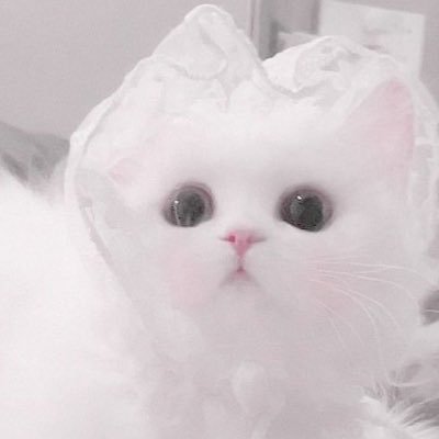 i2qzu's profile picture. 