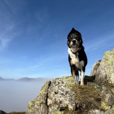 ColliePip's profile picture. I’m Pippin the Welsh collie. Join me for adventures, cuddles and general collie shenanigans, sometimes with my best pal Molly 🐶❤️ born 10.11.20