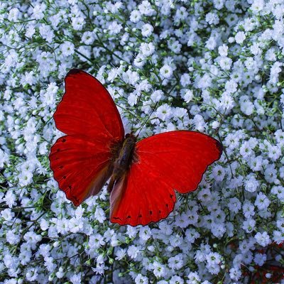 vexle_'s profile picture. .𖥔 ݁ ˖ִ ࣪⚝₊ ⊹˚ …