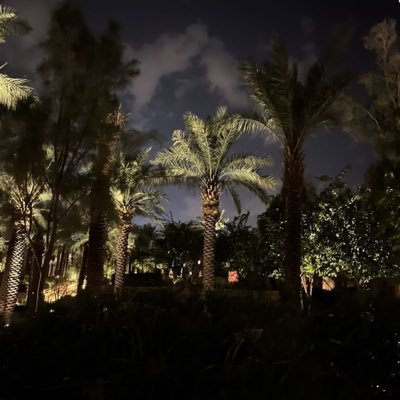 ilnoura6's profile picture. 🌷