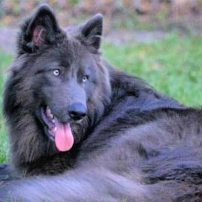 usa_lisa4's profile picture. Proud American, happily married, fiercely protective mother, cancer survivor and animal advocate. DM's will be blocked.
"Focus on GOD, not the storm."