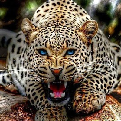 AbdoVk5823's profile picture. 