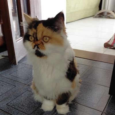 ronaldbaph's profile picture. 👁Dios es energia suprema yo soy pura conciencia de dios actitud positiva conectar con la fuente divina del macro universo. Yo soy amor paz riqueza🔺️🔺️🔺️