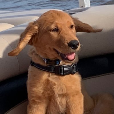 DoggoGhillie's profile picture. I often get confused with someone famous.