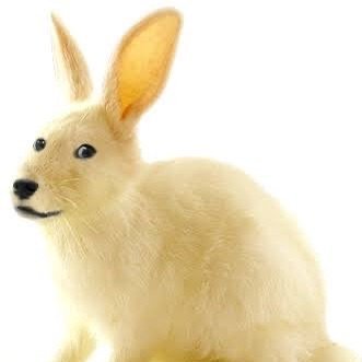 @transgbunny