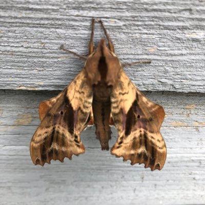 mothmanproph's profile picture. 