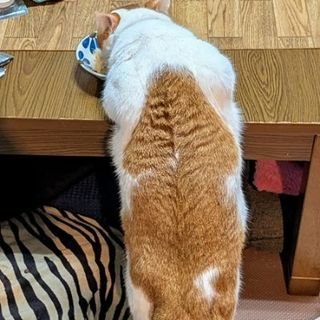 HudsonAntonie's profile picture. 1984年4月、北海道上富良野町で行政書士としてスタートしました！悩むこともたくさんありましたが、整形外科医としてこれからも頑張っていきたいです！資格：行政書士、ファイナンシャルプランナー4級、アニュアルアドバイザー5級🛐🕊😻🐈