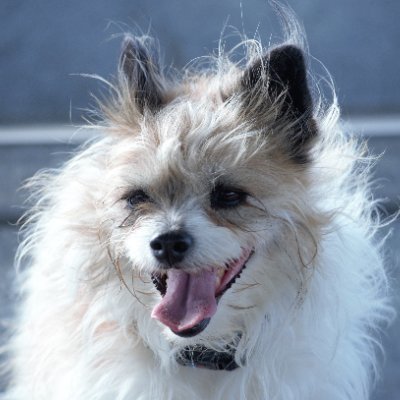 Kei3310Keith's profile picture. Working dogs, bacon and beer - the three best things in the world.