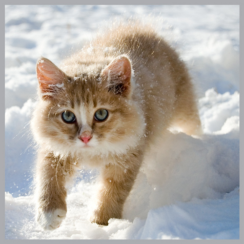 Forpatril's profile picture. Не трогайте меня и я буду добрым и пушистым. Иначе пущу в ход зубы и когти.