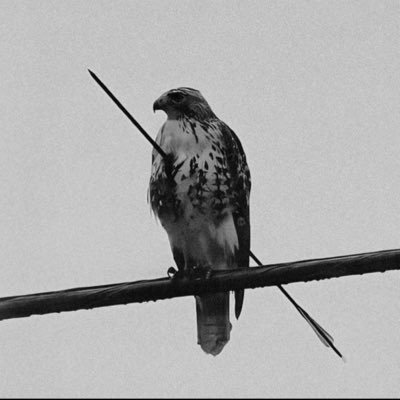 x0_phantom's profile picture. 