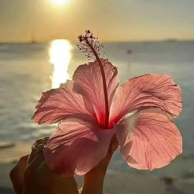 mitdac12's profile picture. 