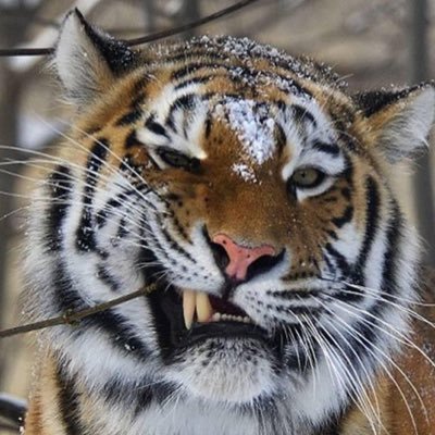 Magic_Beanstalk's profile picture. 